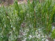 Helada afecta más de 1.000 hectáreas de cultivos en Tupiza