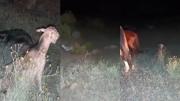 Atropellaron un arreo en plena trashumancia: murieron 15 chivitos