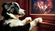 Cómo evitar que tu perro se altere por la pirotecnia usando un poco de algodón: truco casero efectivo
