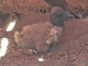 Nace polluelo de cóndor en Mérida luego de dos décadas