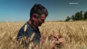 Agricultores argentinos recogen los últimos granos de una excelente cosecha de trigo