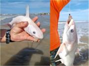 Un bagre marino completamente blanco en El Cóndor: confirman el primer caso de leucismo en Patagonia