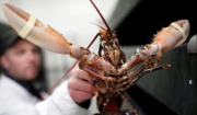 Hervir langostas vivas, bajo amenaza de prohibición en el Reino Unido