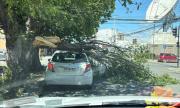 Rachas de viento de 105 km/h provocan desprendimientos de techos, caídas de árboles, destrucción de vehículos y cortes de electricidad