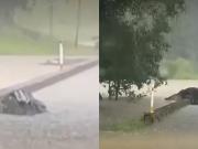 En el medio de las inundaciones, un cocodrilo gigante fue visto cruzando un puente