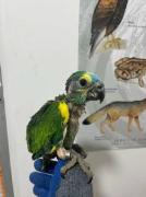 Tráfico De Polluelos De Loros Amazónicos Con Documentos Adulterados Es Detectado En Control Del Loa