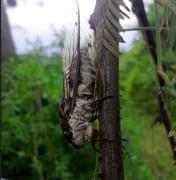 El calor llega cantando: ¿qué nos anuncian los coyuyos sobre el verano y el ambiente?