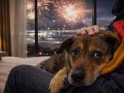 En Alemania arrojaron 40.000 toneladas de cohetes y perros y dueños se refugiaron en un lugar insólito