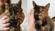 Flossie, la gata más longeva del mundo, cumple 30 años: esta es su historia