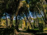 Fantasmas de pinocha