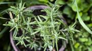 Planta de romero: dónde ubicarla para que se mantenga verde y con olor durante todo el año