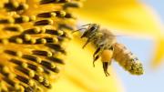 El microbioma de las abejas urbanas revela qué tan sana está la ciudad donde viven