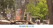 ¡Qué peligro! Se desplomó un árbol enorme sobre una calle muy transitada y no pasó a mayores de milagro