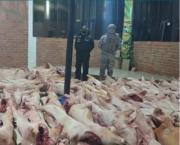 En el lago Titicaca hallan dos barcazas cargadas con 200 cerdos de contrabando