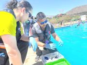 Cómo denunciar irregularidades sanitarias en piscinas, restaurantes y camping