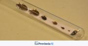 Vinchuca urbana: en San Juan refuerzan controles y piden a los vecinos denunciar la aparición del insecto