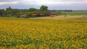 ¿Hasta cuándo se podrán ver los campos de girasoles de Portuguesa? Esto dice la Cámara de Turismo