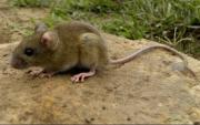 La Plata lideró los casos de hantavirus en la provincia durante 2025