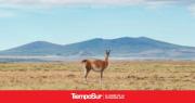 Guanaco: El objetivo para 2026 es duplicar la faena
