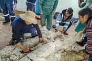 Puno: Capacitan a productores de alpaca en esquila mecanizada en San Antón –