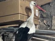 Descubrió que la cigüeña que anidaba en el techo de su casa estaba a punto de morir y salvó su vida: Inmóvil