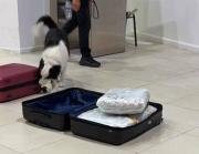 Cayó en Ezeiza con 17 kilos de marihuana