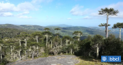 Conaf aborda abandono del Parque Nacional Nahuelbuta y afirman que trabajan en su recuperación