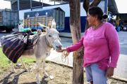 Altagracia, una de las últimas burritas que aún camina por las calles de Portoviejo