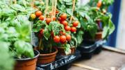 ¿Se puede cultivar una planta de tomates en el interior del hogar?