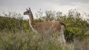 Santa Cruz busca duplicar la faena de guanaco en 2026