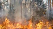 Altas temperaturas: refuerzan llamado a la prevención por riesgo de incendios forestales