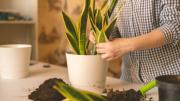 Cómo elegir la maceta perfecta para la sansevieria o lengua de suegra y hacer que estalle de flores