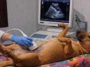 La perra que se volvió viral por su calma durante la visita médica al veterinario