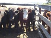 Alerta en el sector de la carne de Mendoza: el nuevo arancel de China afectará a productores y frigoríficos
