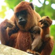 Un mono aullador nació en libertad en la selva del Parque Ambue Ari