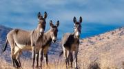 Liberan millones de burros para salvar uno de los desiertos más importantes del mundo