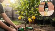 Árbol limonero: por qué recomiendan colocar botellas de Fernet en su tierra y cuáles son los beneficios