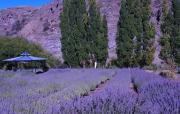 Festival de la Cosecha de la Lavanda en Villa Llanquín: la experiencia violeta que perfuma el verano patagónico