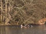 Se arrojó al hielo para salvar a su perro y quedó atrapado: el dramático rescate en un lago congelado