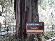 El Abuelo, el árbol argentino de 2600 años que sigue en pie