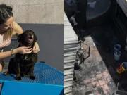 Por culpa de la pirotecnia murieron 11 gatos y 3 perros de una pareja que rescata animales