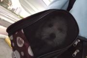 Lo dejaron tirado: Joven denuncia que empresa de ómnibus no permitió viajar con su perrita