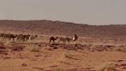 Camellos en el camino: el momento límite que vivió Luciano Benavides en pleno Dakar