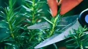 Cómo podar la planta de romero para evitar que pierda su color y aroma en verano