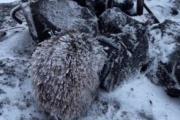 Un rescate inesperado en el Tungurahua, salvan a un puercoespín atrapado en la cima del volcán