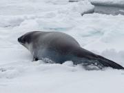 Revelan imágenes inéditas de una foca de Ross bajo el agua en la Antártida