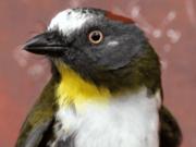 La inocente ave que tiene un potente veneno en sus plumas