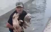 Chiclayo: Rescatan a dos cachorros atrapados en canal de regadío