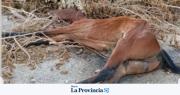 “Hechos atroces”: denuncian graves casos de crueldad contra caballos