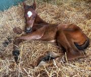 Primeros frutos en Gainesway: Nace la primera generación de Charge It